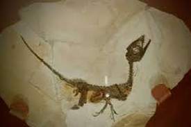 Laboratorio geobiolab progetto kids